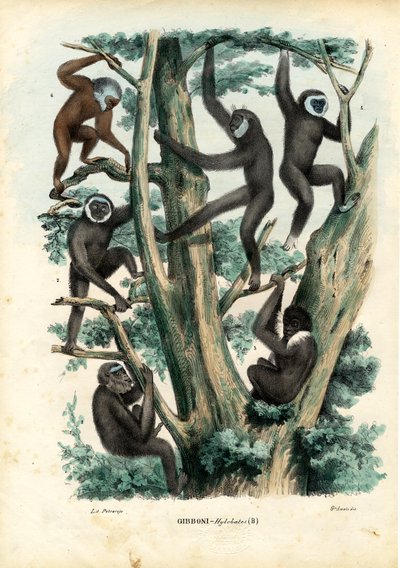 Gibbons, 1863-79 von Raimundo Petraroja